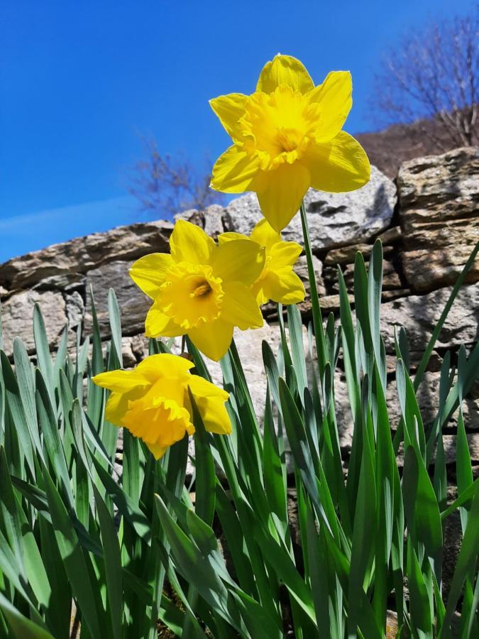 Agriturismo Zertin Граведона Екстериор снимка